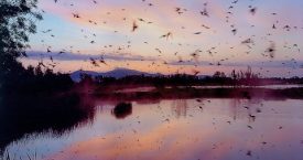 Premi de fotografia "Aigua, natura i Costa Brava"