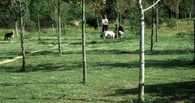 Riera de Tossa